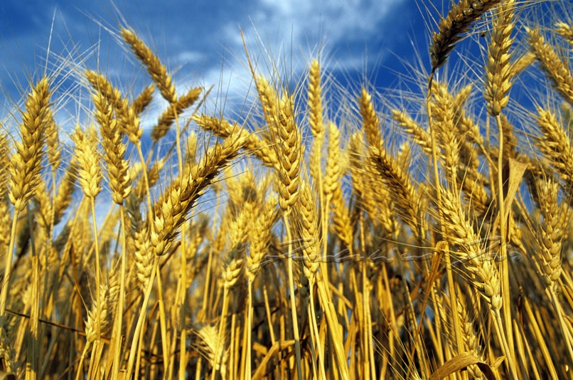 Descrizione: Descrizione: C:\Users\Roberto\Desktop\ASRIETI\asrieti.it\MANIFESTAZIONI\varie\Campo_di_grano.jpg